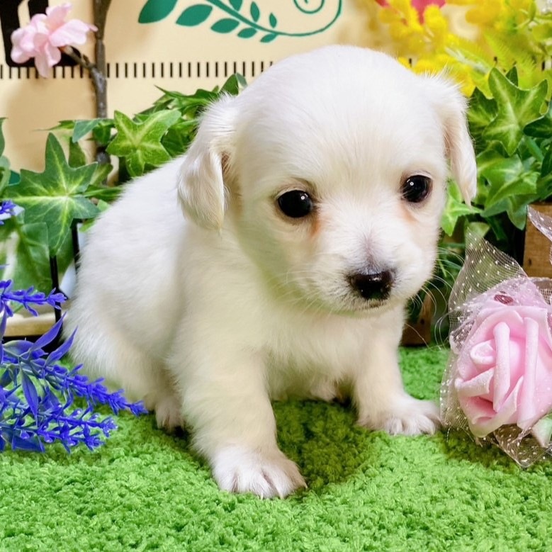 ミックス（チワワ×ダックス）<BR>2023年12月11日生まれ<BR>ホワイト　男の子