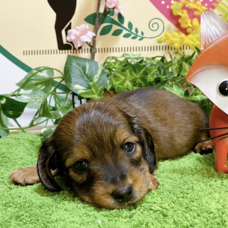 ミニチュアダックス　男の子<BR>2023年12月10日<BR>レッド