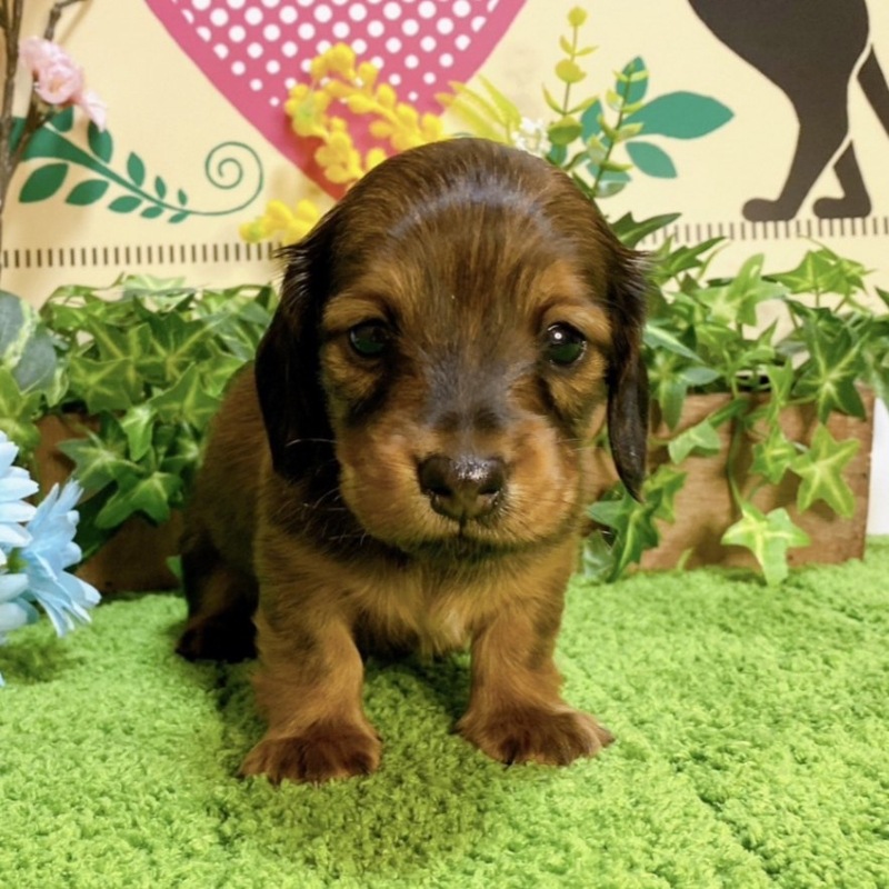 ミニチュアダックス　男の子<BR>2023年12月10日生まれ<BR>レッド