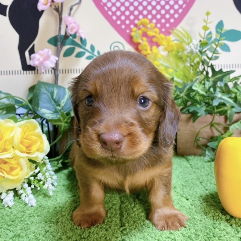 ミニチュアダックス　男の子<BR>2023年12月10日生まれ<BR>レッド