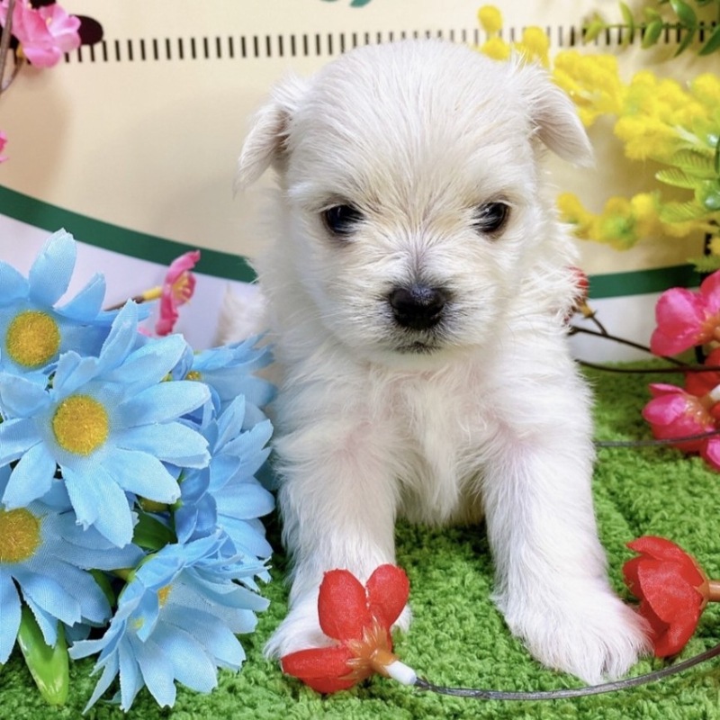 ミックス（マルチーズ×ポメラニアン）<BR>2023年12月25日生まれ<BR>クリーム　男の子