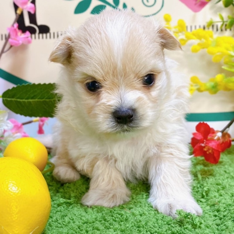 ミックス（マルチーズ×ポメラニアン）<BR>2023年12月25日生まれ<BR>クリームホワイト　男の子