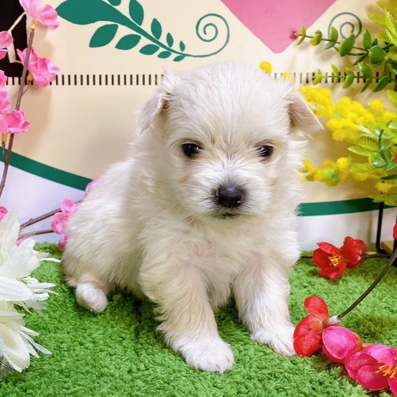 ミックス（マルチーズ×ポメラニアン）<BR>2023年12月25日生まれ<BR>クリーム　男の子