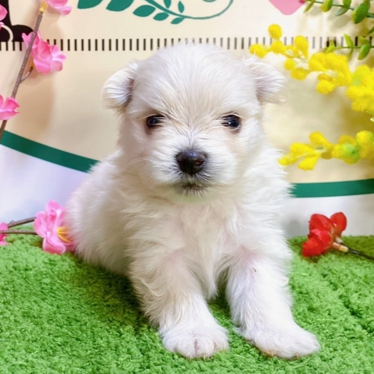 ミックス（マルチーズ×ポメラニアン）<BR>2023年12月25日生まれ<BR>クリーム　女の子