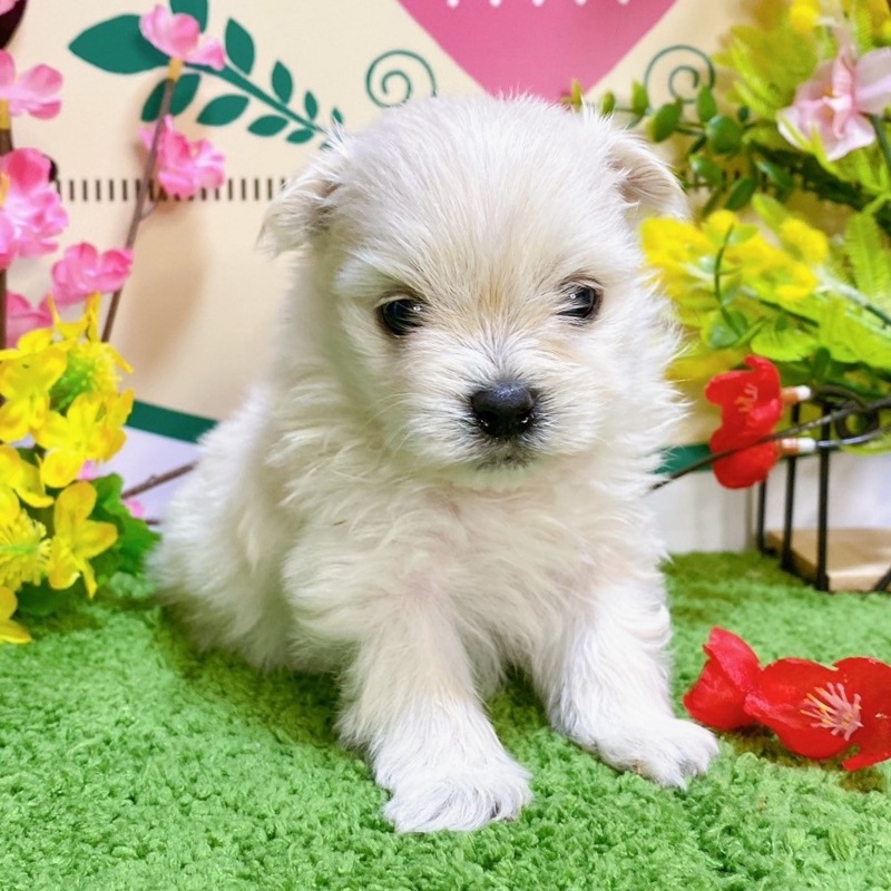 ミックス（マルチーズ×ポメラニアン）<BR>2023年12月25日<BR>クリーム　女の子