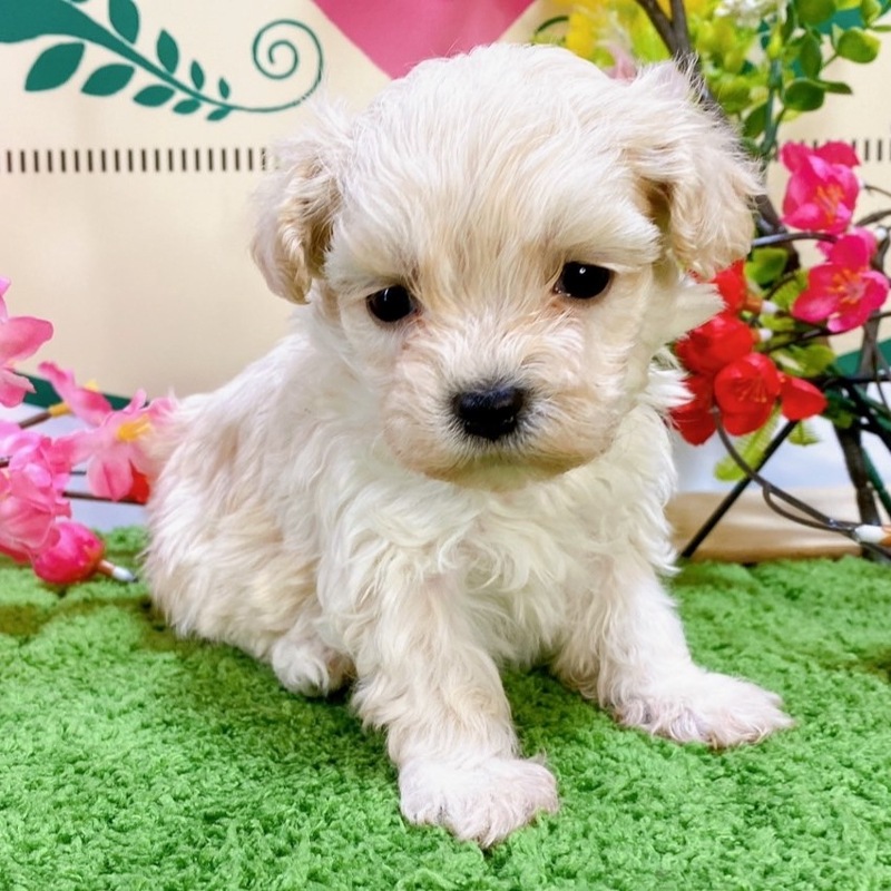 ミックス（マルチーズ×トイプードル）<BR>2023年12月24日<BR>クリームホワイト　女の子