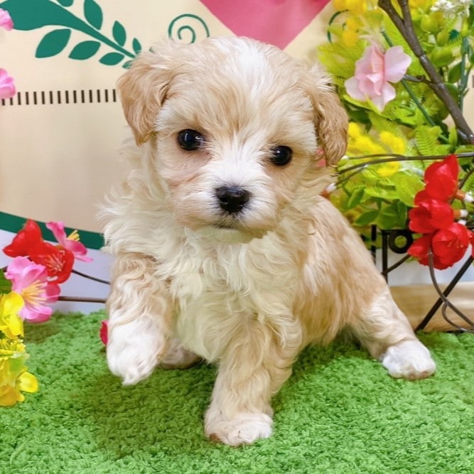 ミックス（マルチーズ×トイプードル）<BR>2023年12月24日<BR>クリームホワイト　男の子