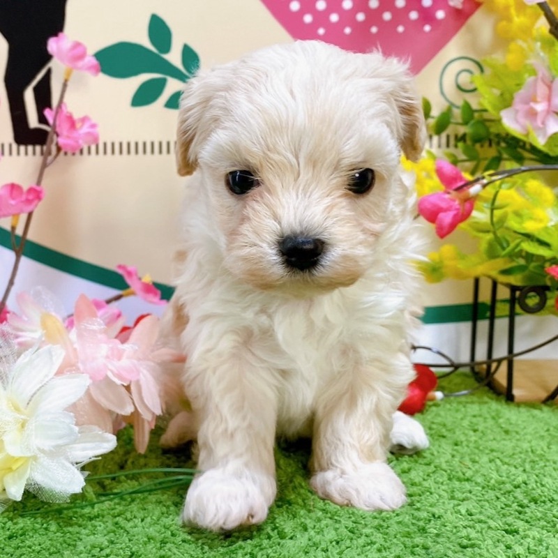 ミックス（マルチーズ×トイプードル）<BR>2023年12月24日<BR>クリームホワイト　女の子