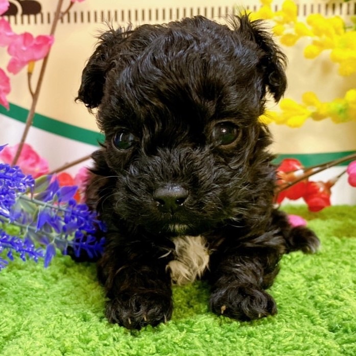 ミックス（マルチーズ×トイプードル）<BR>2023年12月24日<BR>ブラックホワイト　男の子