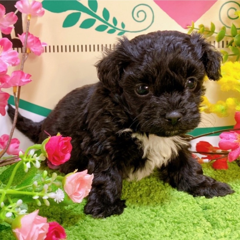 ミックス（マルチーズ×トイプードル）<BR>2023年12月24日生まれ<BR>ブラックホワイト　女の子