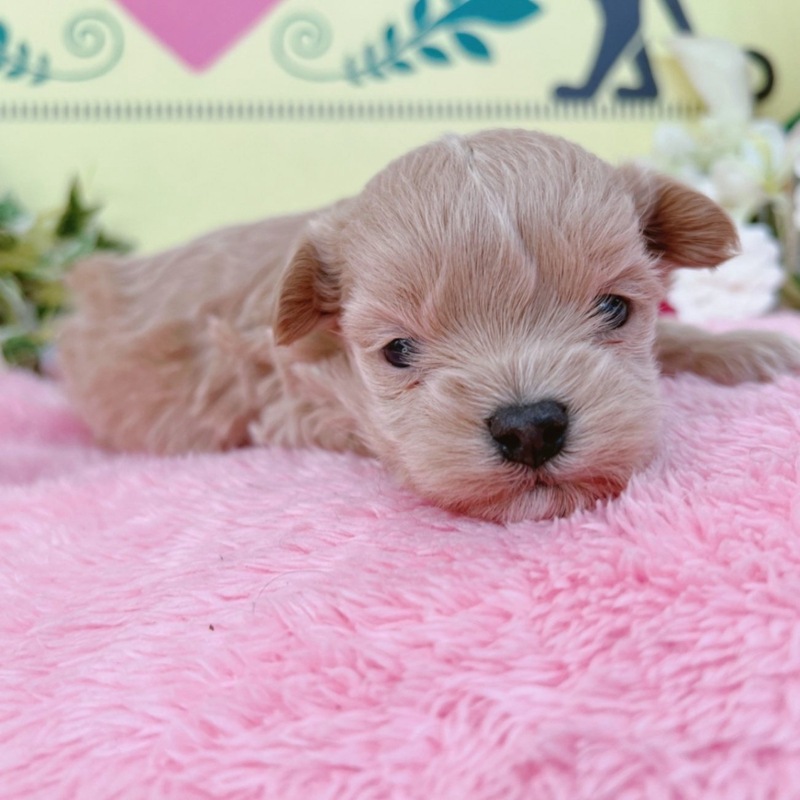 ミックス（マルチーズ×トイプードル）<BR>2024年1月16日<BR>アプリコット　男の子