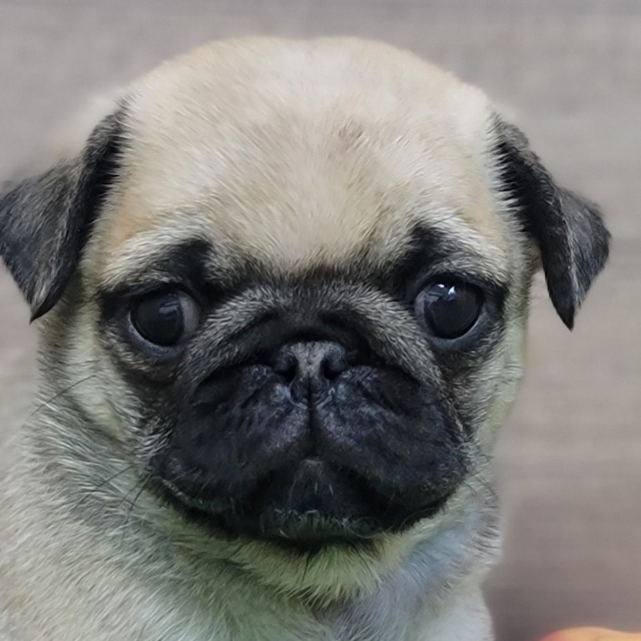 パグ走りおパグさん:フォーンver.(RUN PUG RUN)