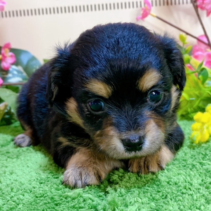 ミックス（チワワ×ダックス）女の子<BR>2024年1月17日生まれ<BR>ブラックタン（ロング）