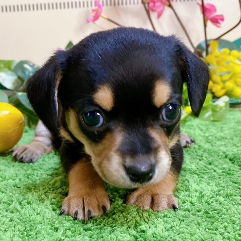 ミックス（チワワ×ダックス）男の子<BR>2024年1月17日生まれ<BR>ブラックタン（スムース）