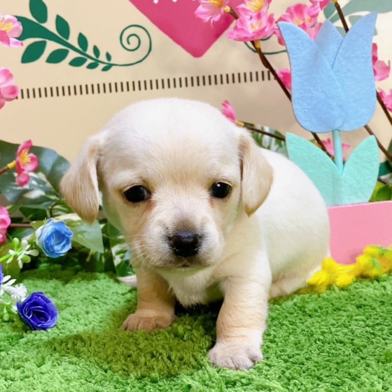 ミックス（チワワ×ダックス）男の子<BR>2024年1月17日生まれ<BR>クリーム（スムース）