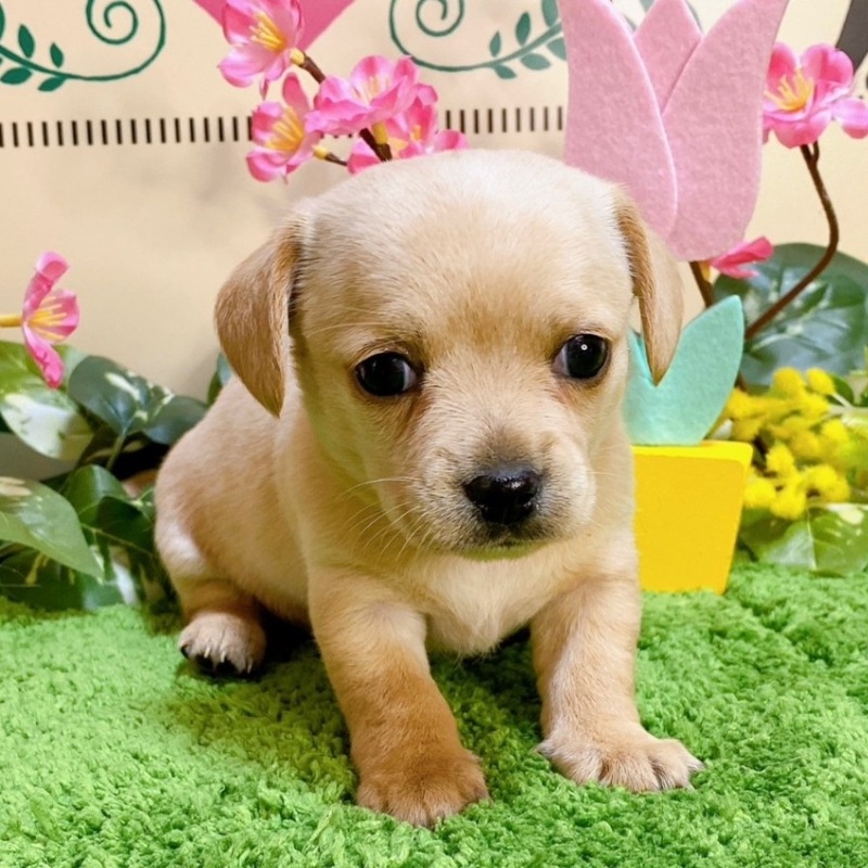 ミックス（チワワ×ダックス）女の子<BR>2024年1月17日生まれ<BR>クリーム（スムース）