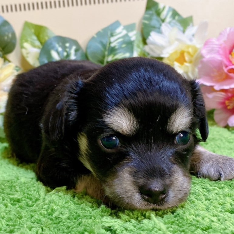 ミックス（チワワ×ダックス）女の子<BR>2024年1月17日生まれ<BR>ブラックタン（ロング）