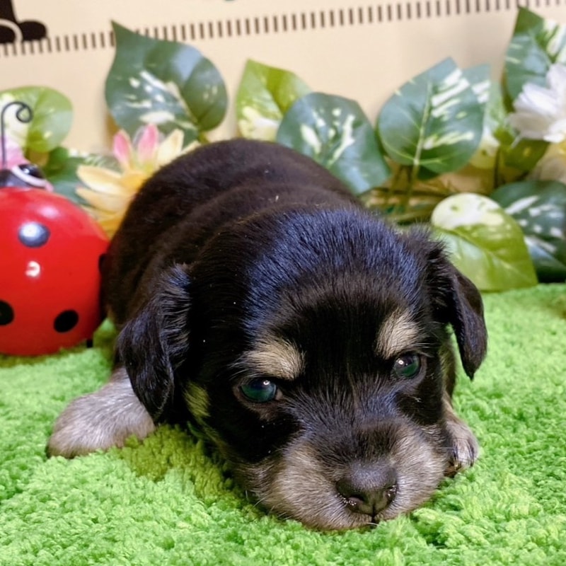 ミックス（チワワ×ダックス）男の子<BR>2024年1月17日生まれ<BR>ブラックタン（ロング）