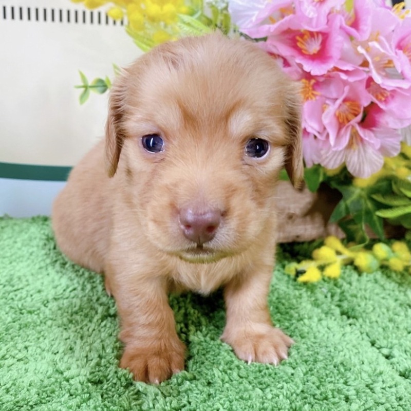 ミニチュアダックス　女の子<BR>2024年2月3日生まれ<BR>レッド