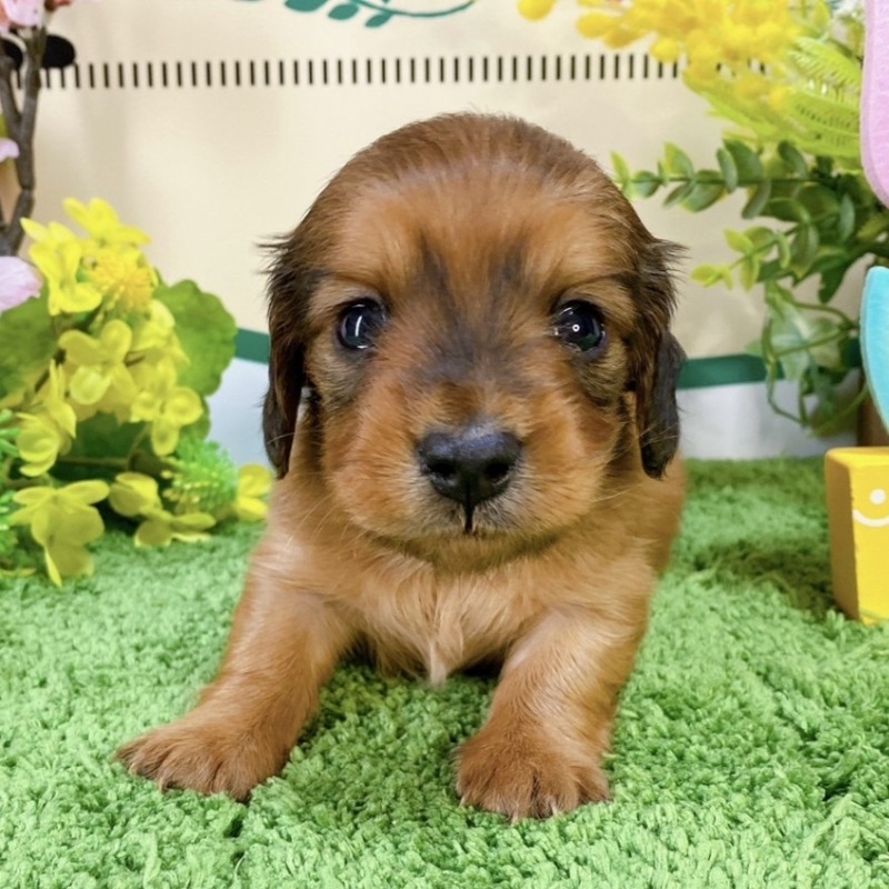 ミニチュアダックス　女の子<BR>2024年2月3日生まれ<BR>レッド