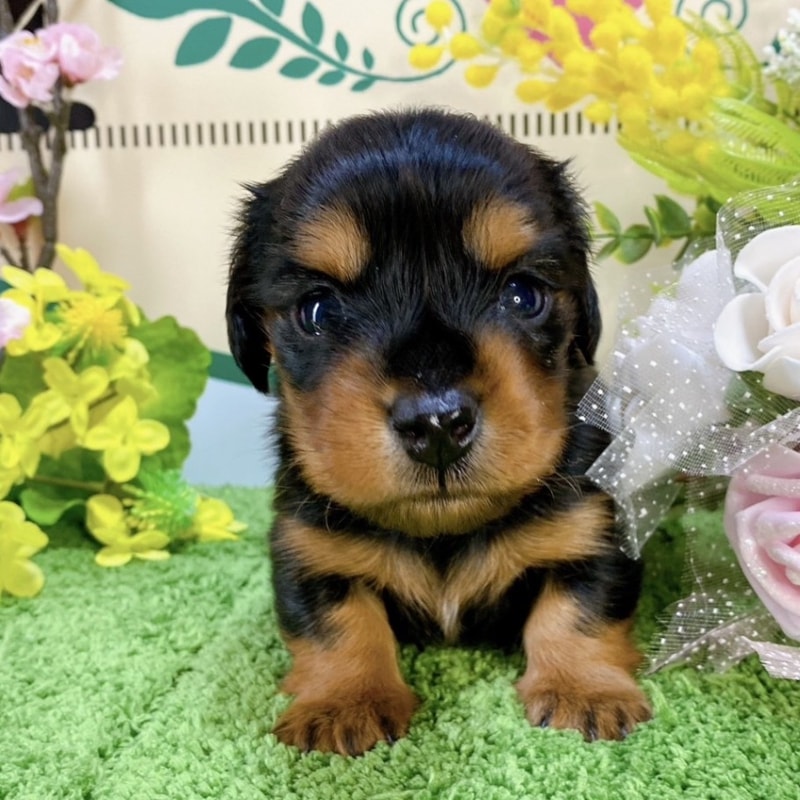 ミニチュアダックス　女の子<BR>2024年2月3日生まれ<BR>ブラックタン