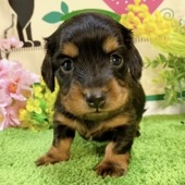 ミニチュアダックス　男の子<BR>2024年2月3日生まれ<BR>ブラックタン