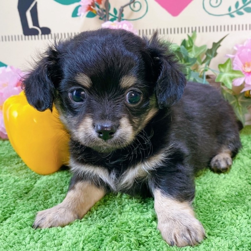 ミックス（チワワ×ダックス）<BR>2024年2月13日生まれ<BR>ブラックタン　男の子