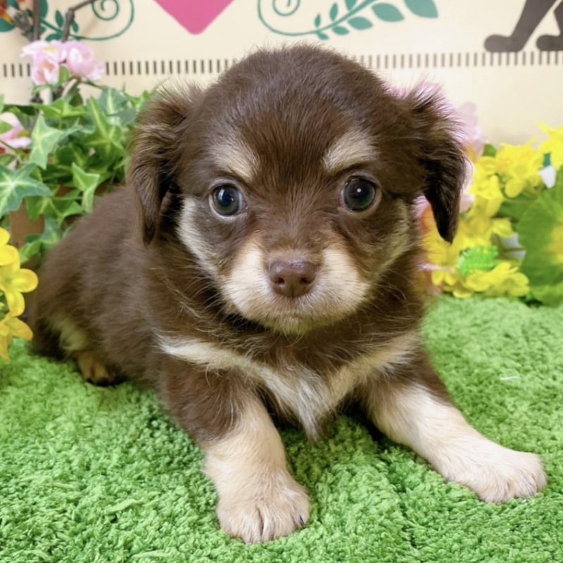 ミックス（チワワ×ダックス）<BR>2024年2月13日生まれ<BR>チョコタン　女の子