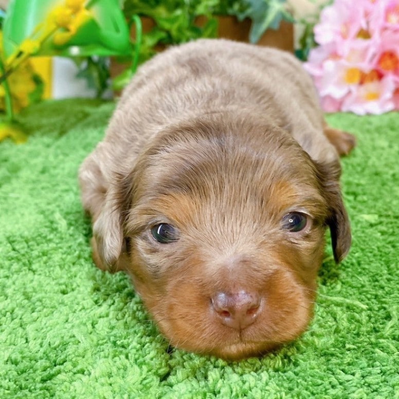 ミックス（チワワ×ミニチュアダックス）<BR>2024年2月10日生まれ<BR>チョコダップル　男の子