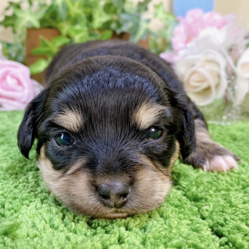 ミックス（チワワ×ミニチュアダックス）<BR>2024年2月10日<BR>ブラックタン　女の子