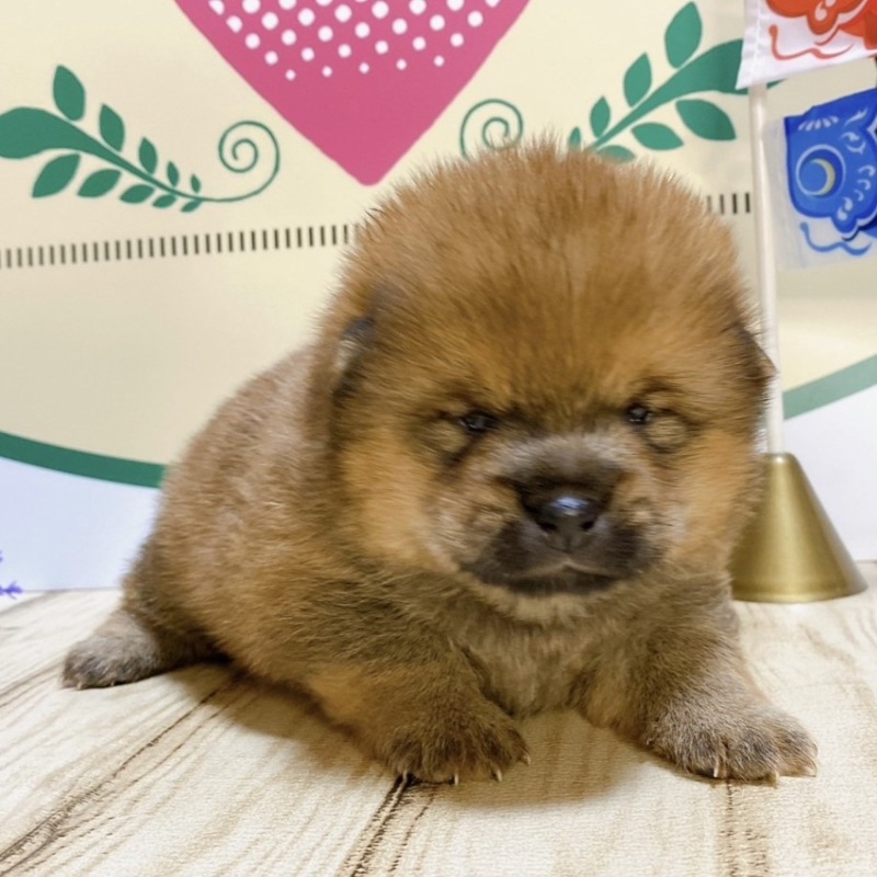ミックス（ポメラニアン×豆柴犬）<BR>2024年2月24日生まれ<BR>レッド　男の子