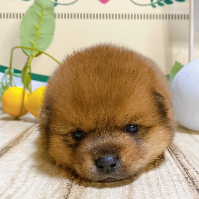 ミックス（ポメラニアン×豆柴犬）<BR>2024年2月24日生まれ<BR>レッド　男の子