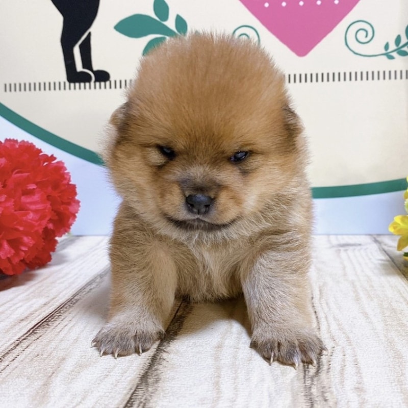 ミックス（ポメラニアン×豆柴犬）<BR>024年2月24日生まれ<BR>レッド　女の子