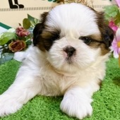 シーズー　男の子<BR>2024年7月19日生まれ<BR>ホワイト＆ブラウン