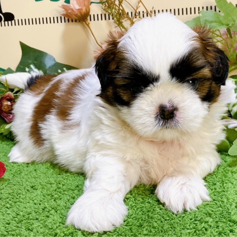 シーズー　女の子<BR>2024年7月19日生まれ<BR>ホワイト＆ブラウン