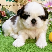 シーズー　男の子<BR>2024年7月19日生まれ<BR>ホワイト＆ブラウン