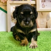 木彫りのチワワ(ブラック&タン) 🐾 🐾 急に寒くなりましたね💦 数日前に出したモフモフのブランケット