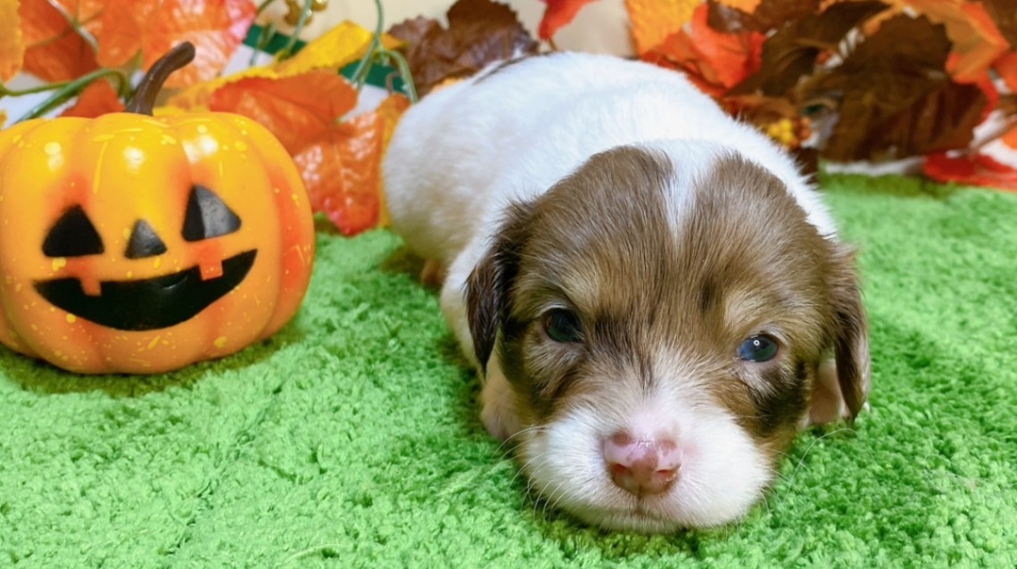 ミックス（ﾁﾜﾜ×ﾐﾆﾁｭｱﾀﾞｯｸｽ）<BR>2024年9月3日生まれ<BR>レッドパイボールド　男の子