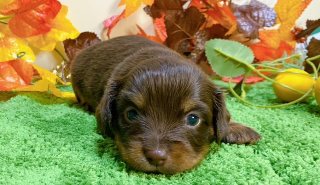 WS PR ちょこたん カードリスト ｜ ヴァイスシュヴァルツ｜Weiβ Schwarz