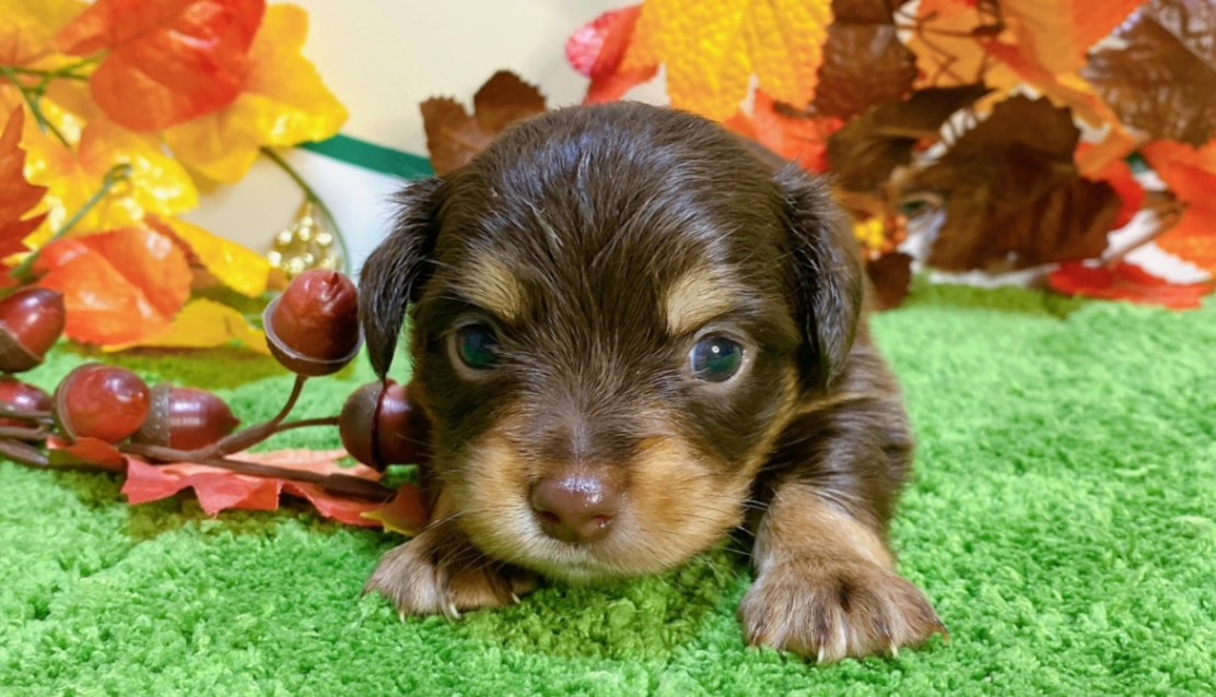 ミックス（ﾁﾜﾜ×ﾐﾆﾁｭｱﾀﾞｯｸｽ）<BR>2024年9月3日生まれ<BR>チョコタン　男の子