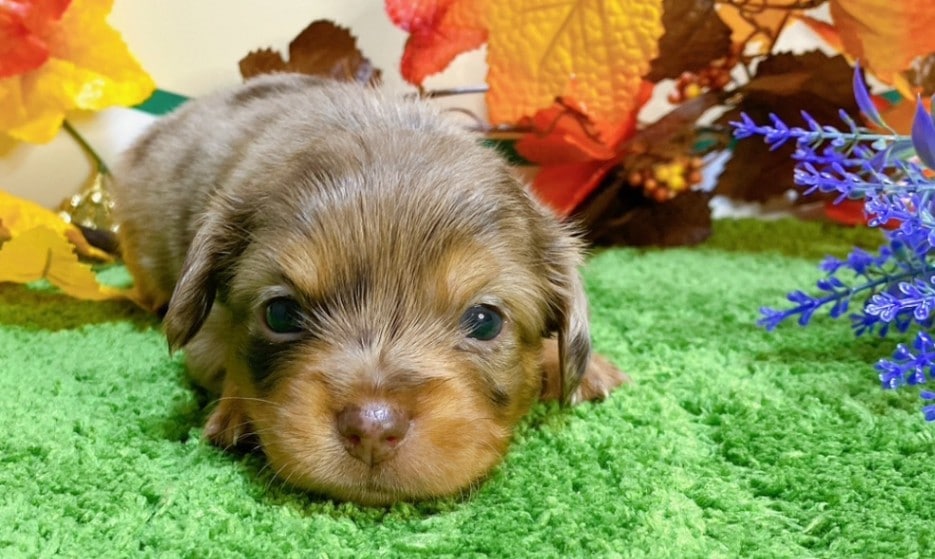 ミックス（ﾁﾜﾜ×ﾐﾆﾁｭﾀﾞｯｸｽ）<BR>2024年9月3日生まれ<BR>チョコダップル　女の子