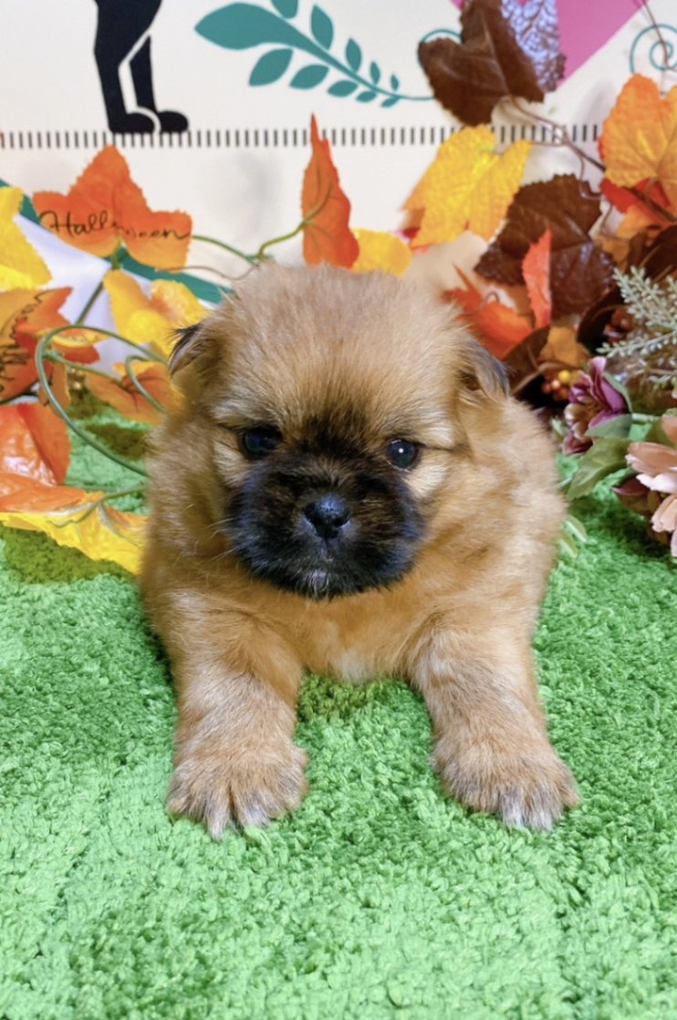 ミックス（ﾎﾟﾒﾗﾆｱﾝ×ｼｰｽﾞｰ）<BR>2024年8月30日生まれ<BR>レッド　女の子