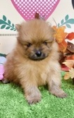 ポメラニアン　女の子<BR>2024年8月30日生まれ<BR>オレンジ