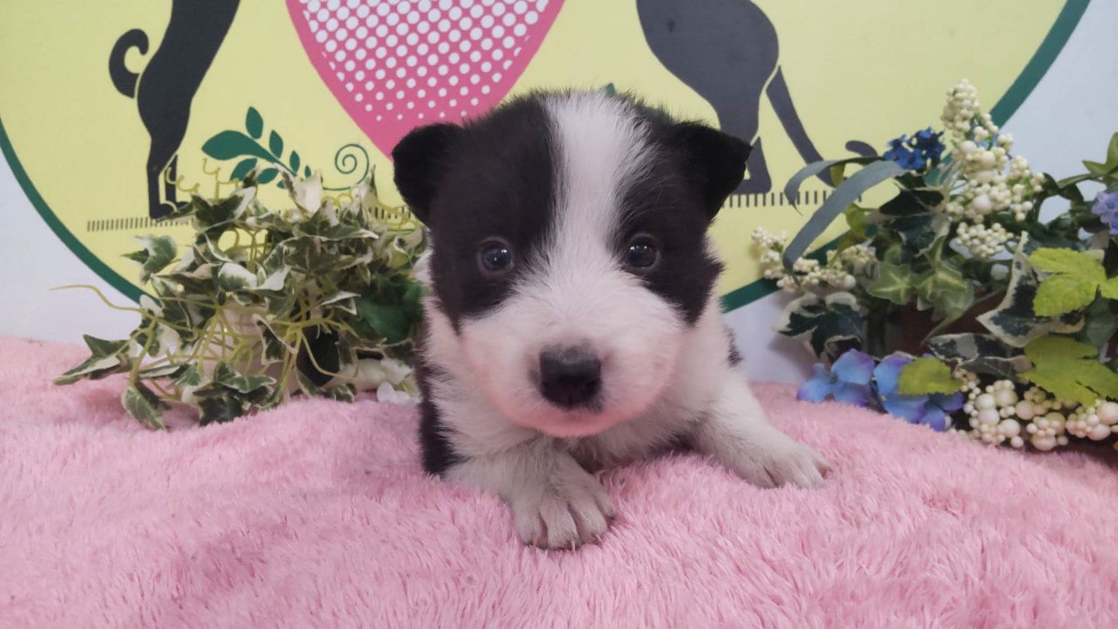 ボーダーコリー　男の子<BR>2024年12月29日生まれ<BR>ブラック＆ホワイト