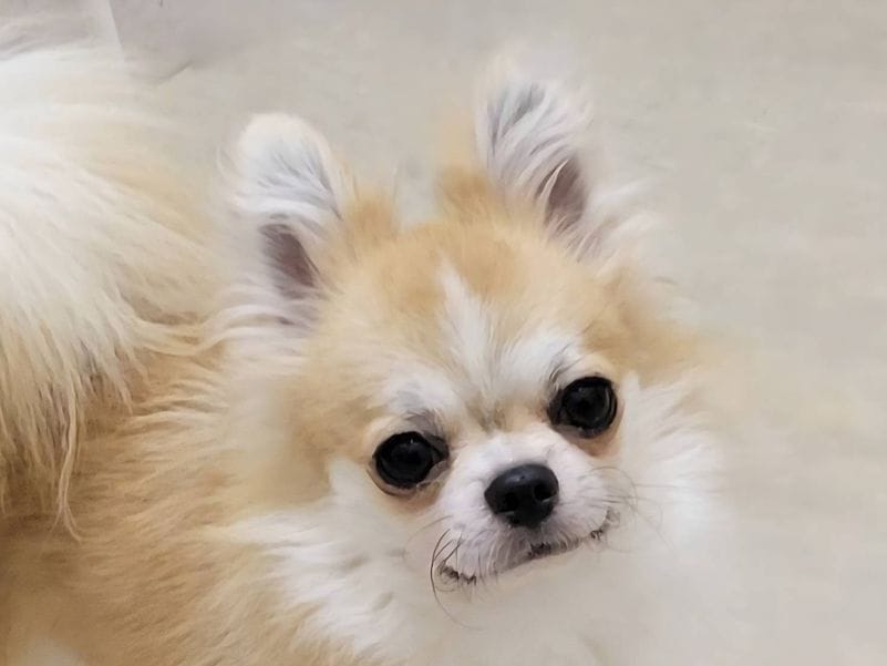 チワワ　男の子<BR>2023年12月14日生まれ<BR>レッド＆ホワイト