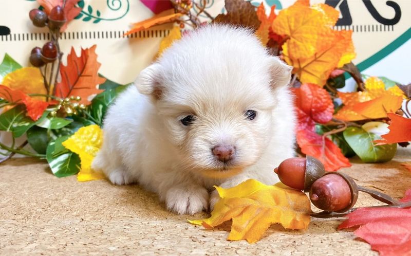 ポメラニアン　女の子<BR>2025年9月7日生まれ<BR>クリーム