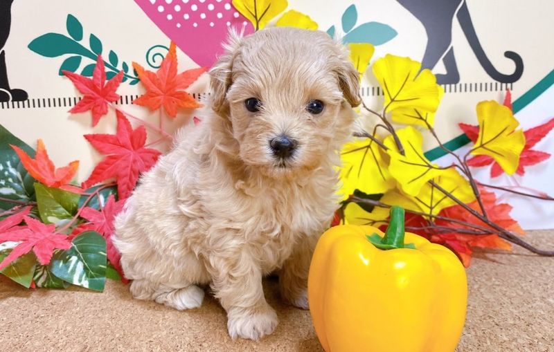 MIX（ﾄｲﾌﾟｰﾄﾞﾙ×ﾏﾙﾁｰｽﾞ）<BR>2025年9月13日生まれ<BR>アプリコット　男の子