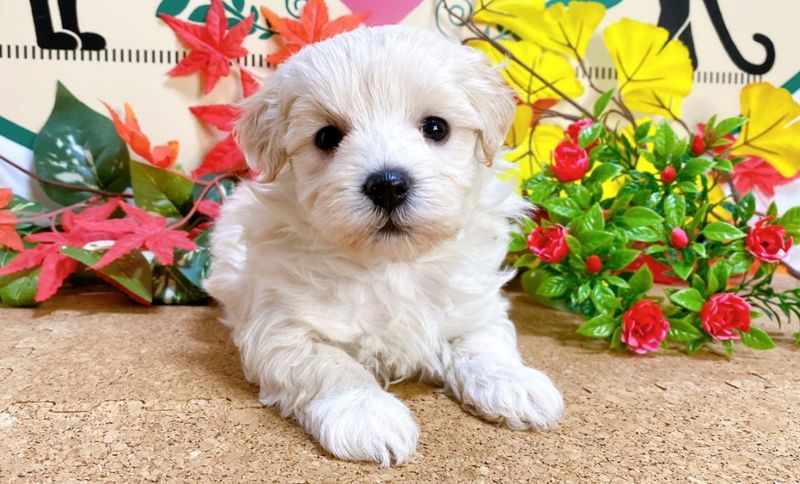 MIX（ﾄｲﾌﾟｰﾄﾞﾙ×ﾏﾙﾁｰｽﾞ）<BR>2025年9月13日生まれ<BR>クリーム　女の子