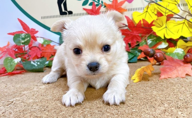 MIX（ﾄｲﾌﾟｰﾄﾞﾙ×ﾁﾜﾜ）<BR>2025年9月14日生まれ<BR>クリーム　男の子