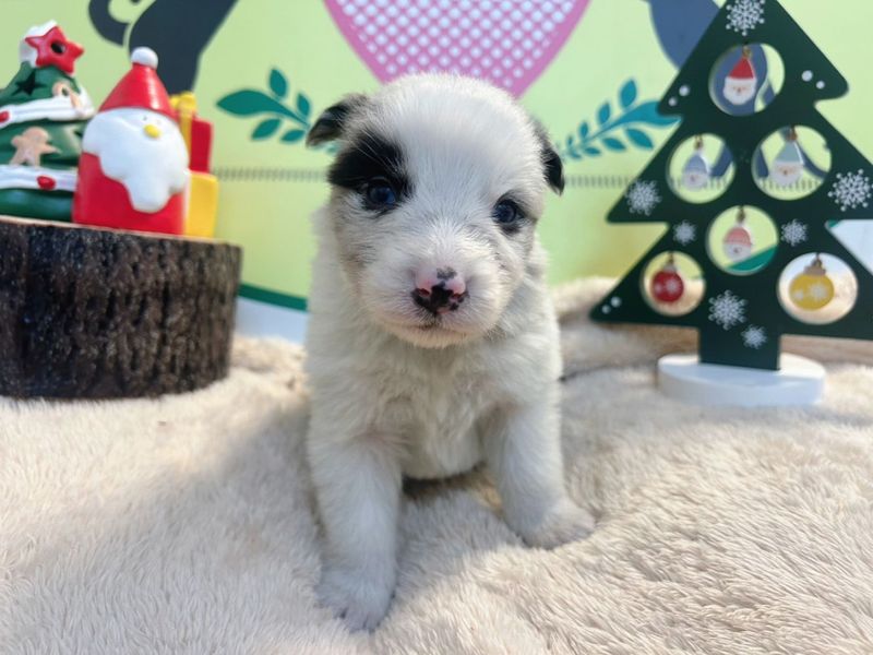 ボーダーコリー　男の子<BR>2025年11月11日生まれ<BR>ブルーマール